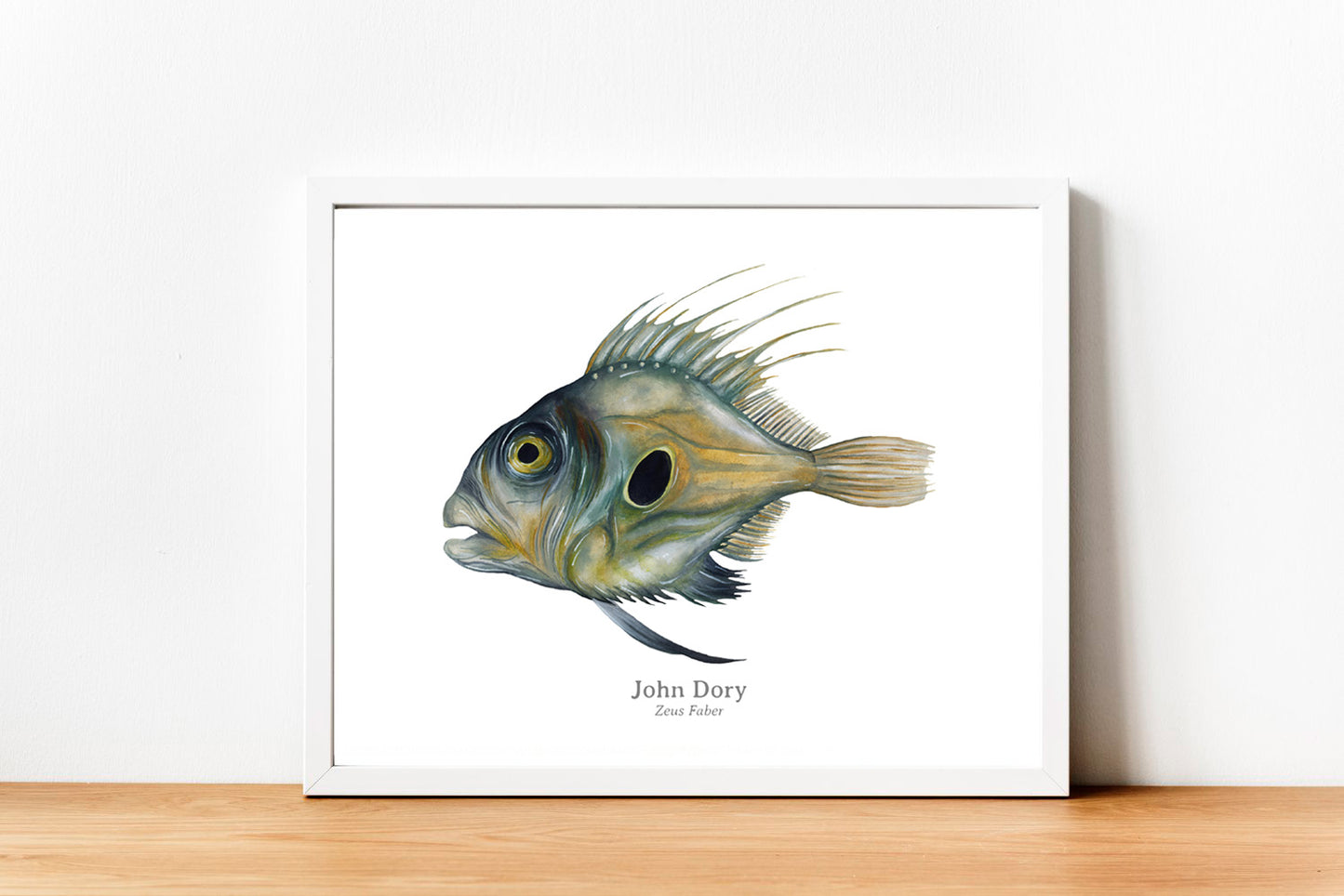John Dory Fine Art Print