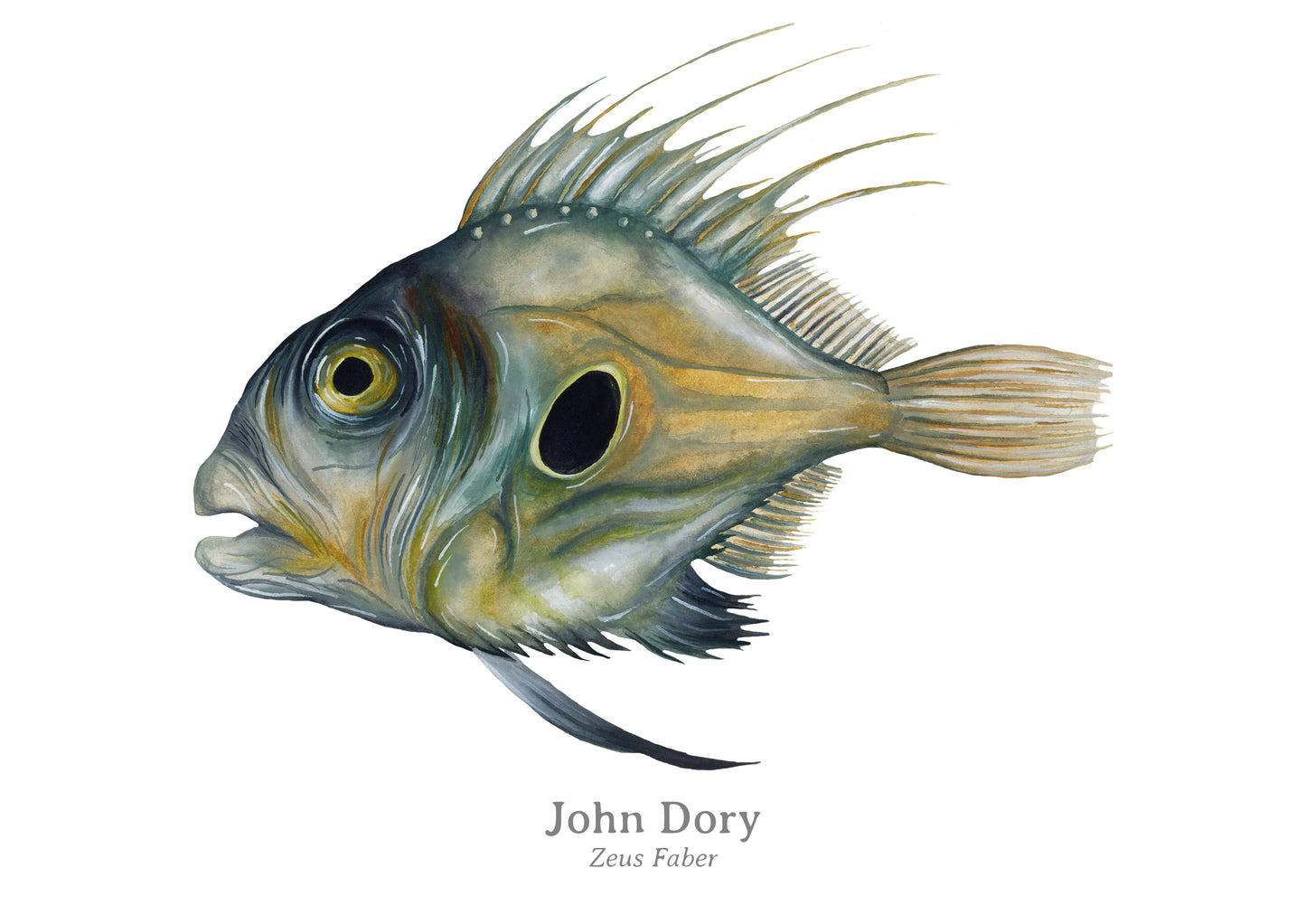 John Dory Fine Art Print