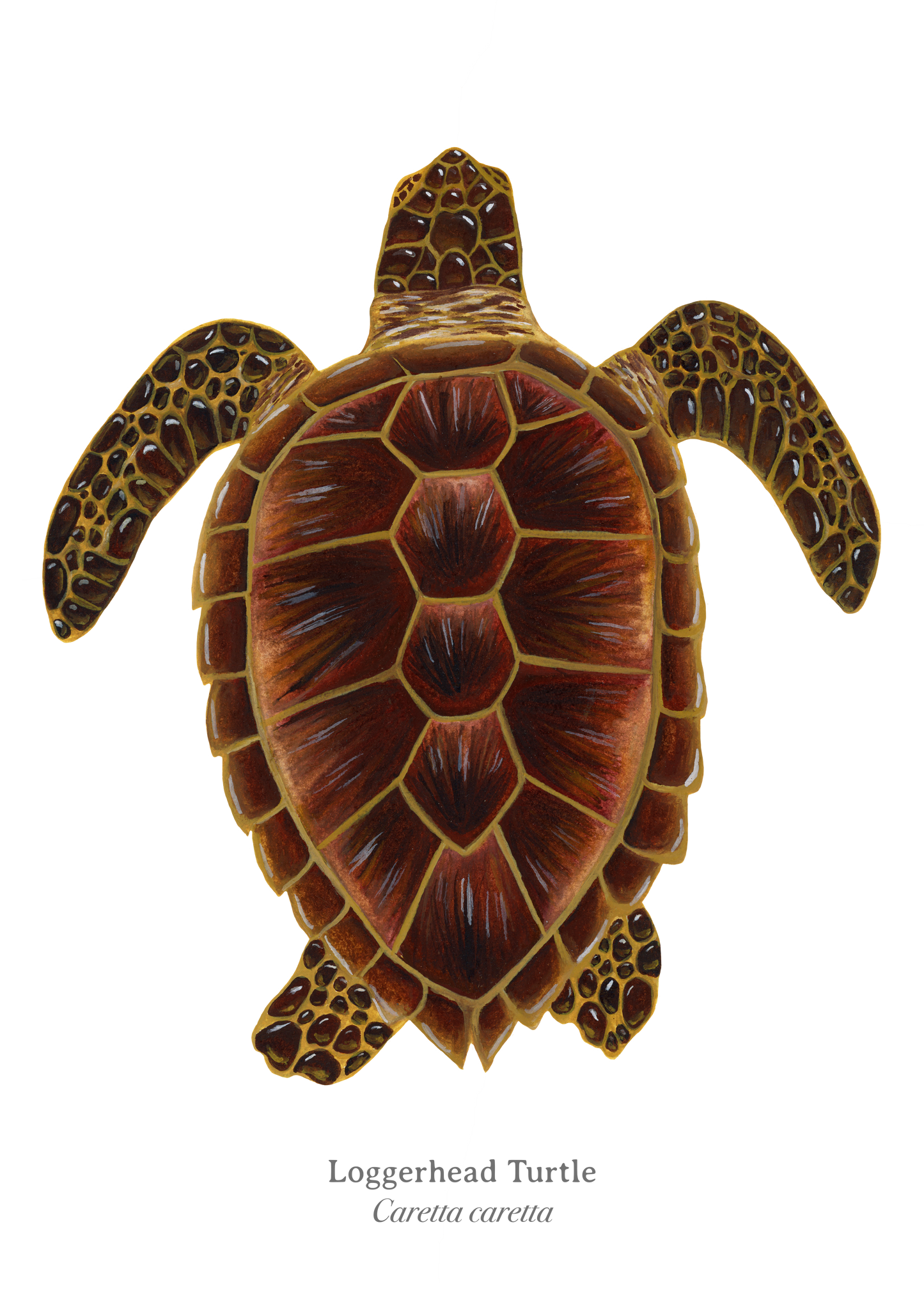 Loggerhead Turtle Fine Art Print
