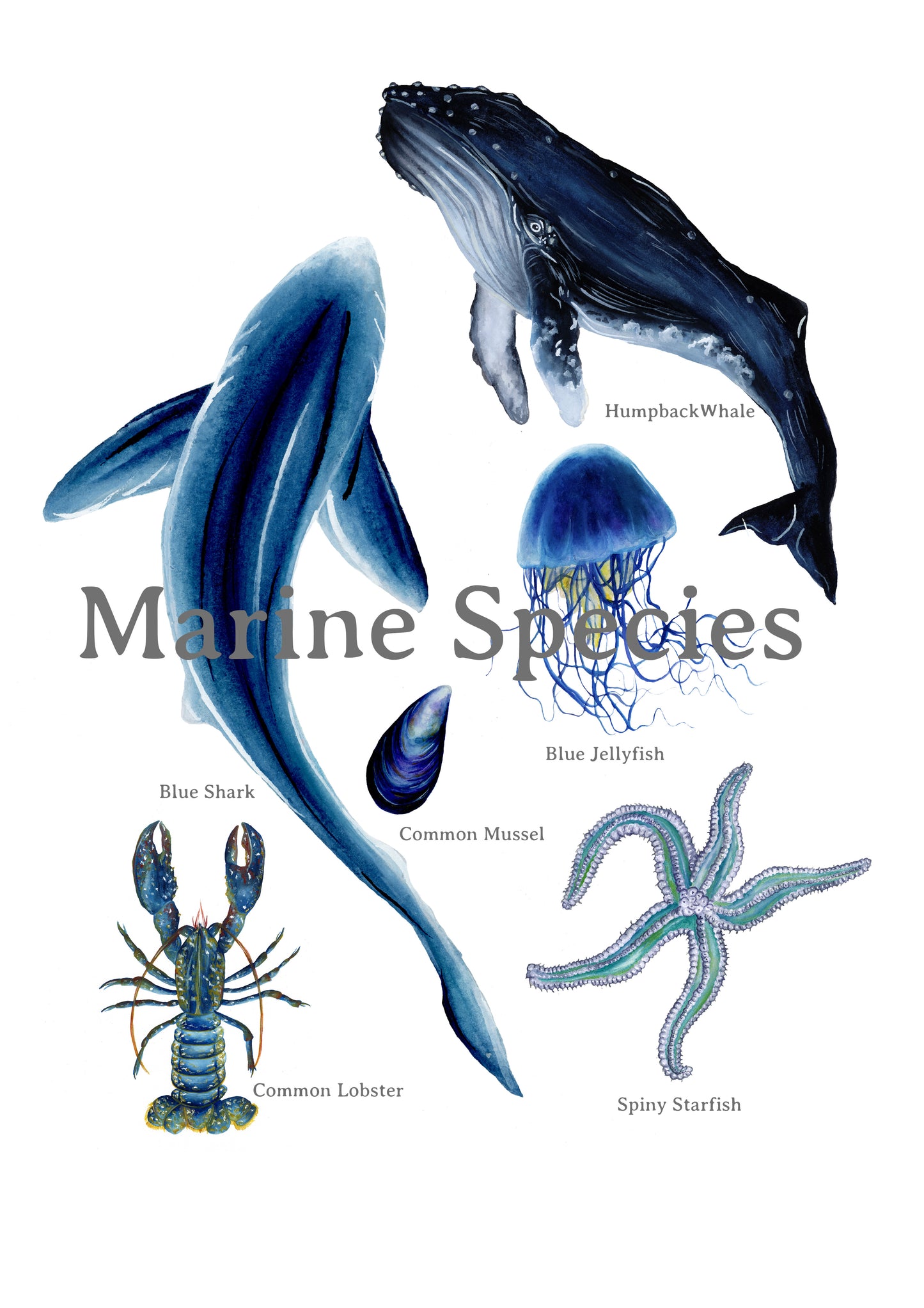 Marine Life Species Poster