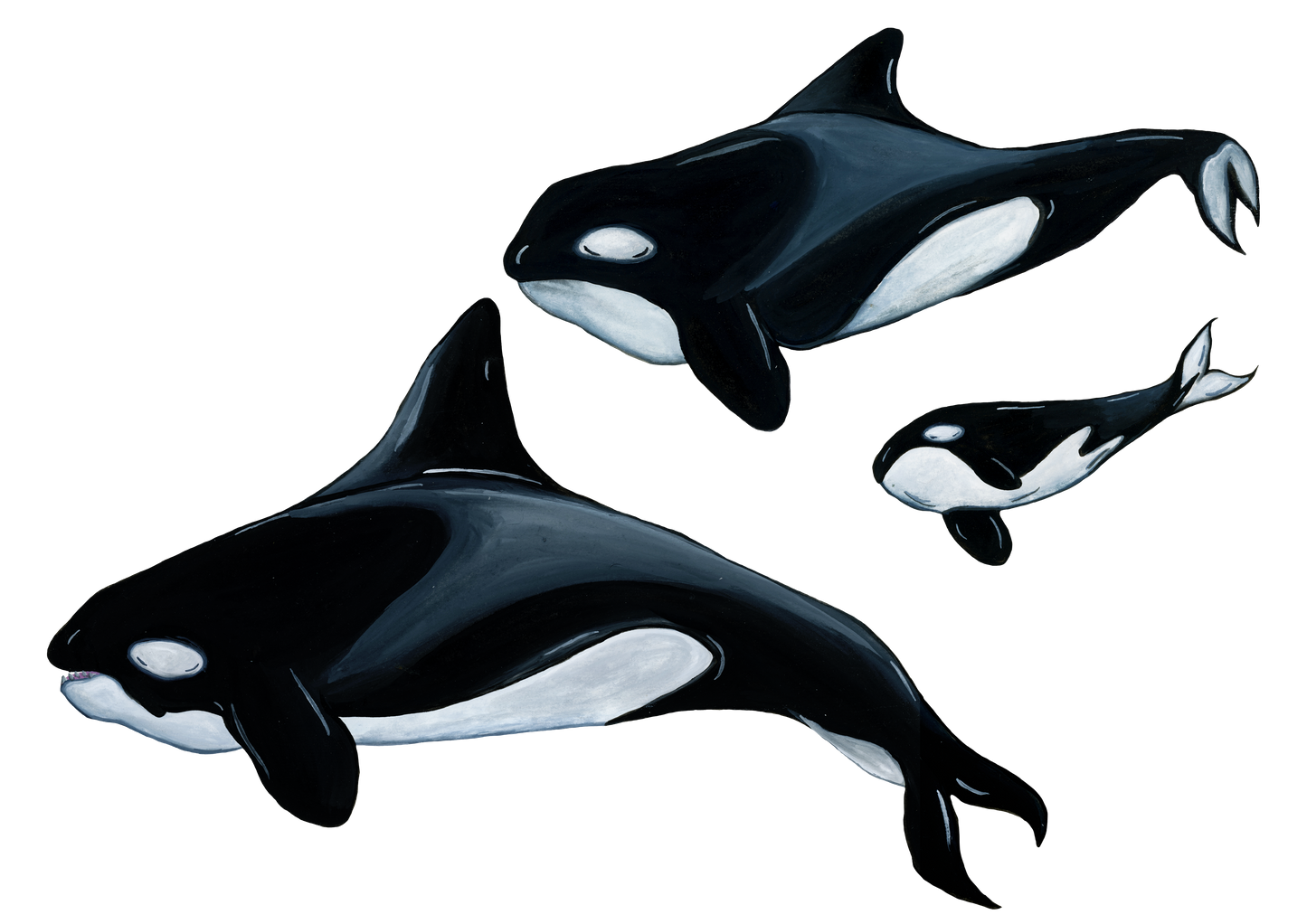 Orca Pod Fine Art Print