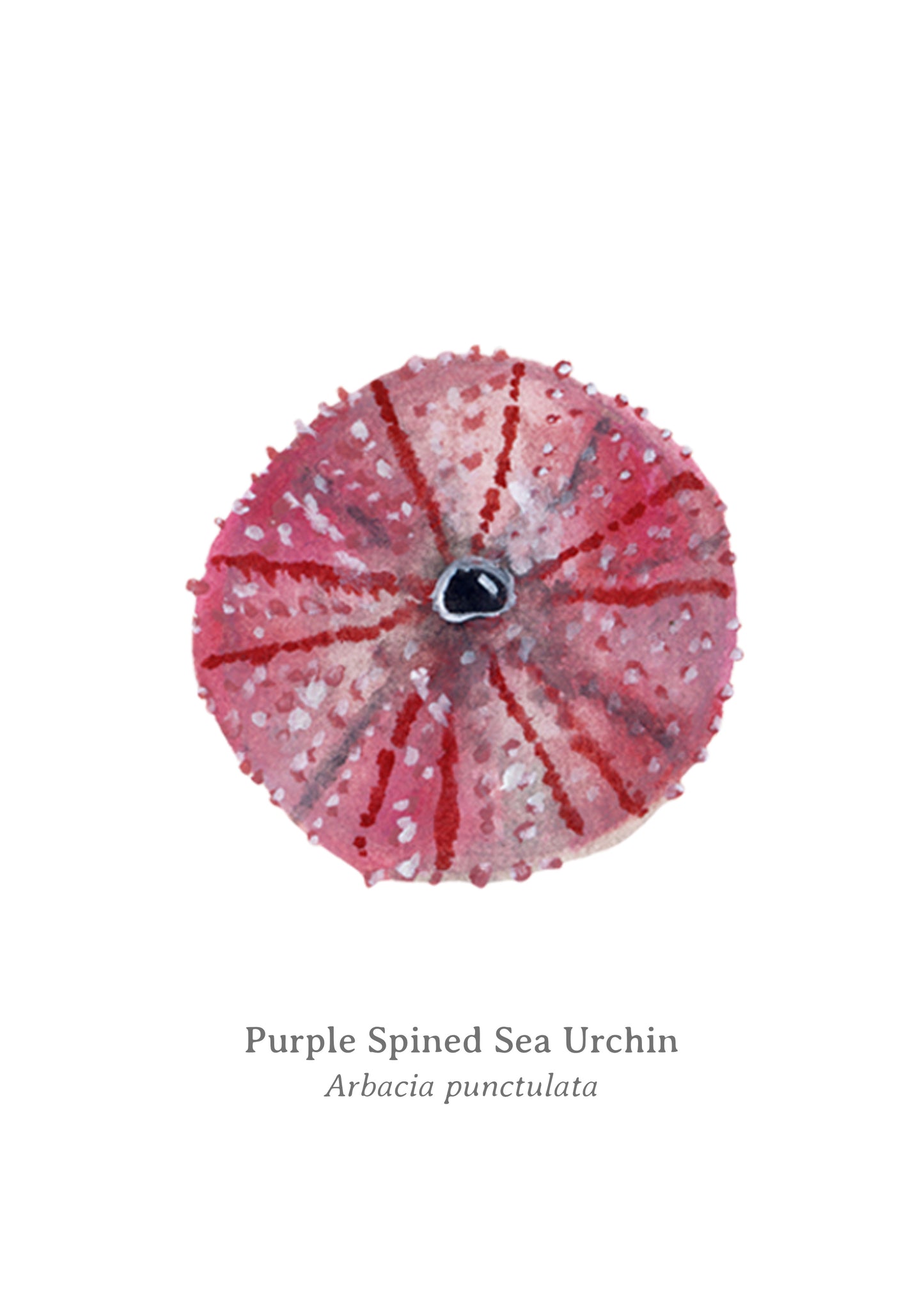 Purple Spined Sea Urchin Fine Art Print