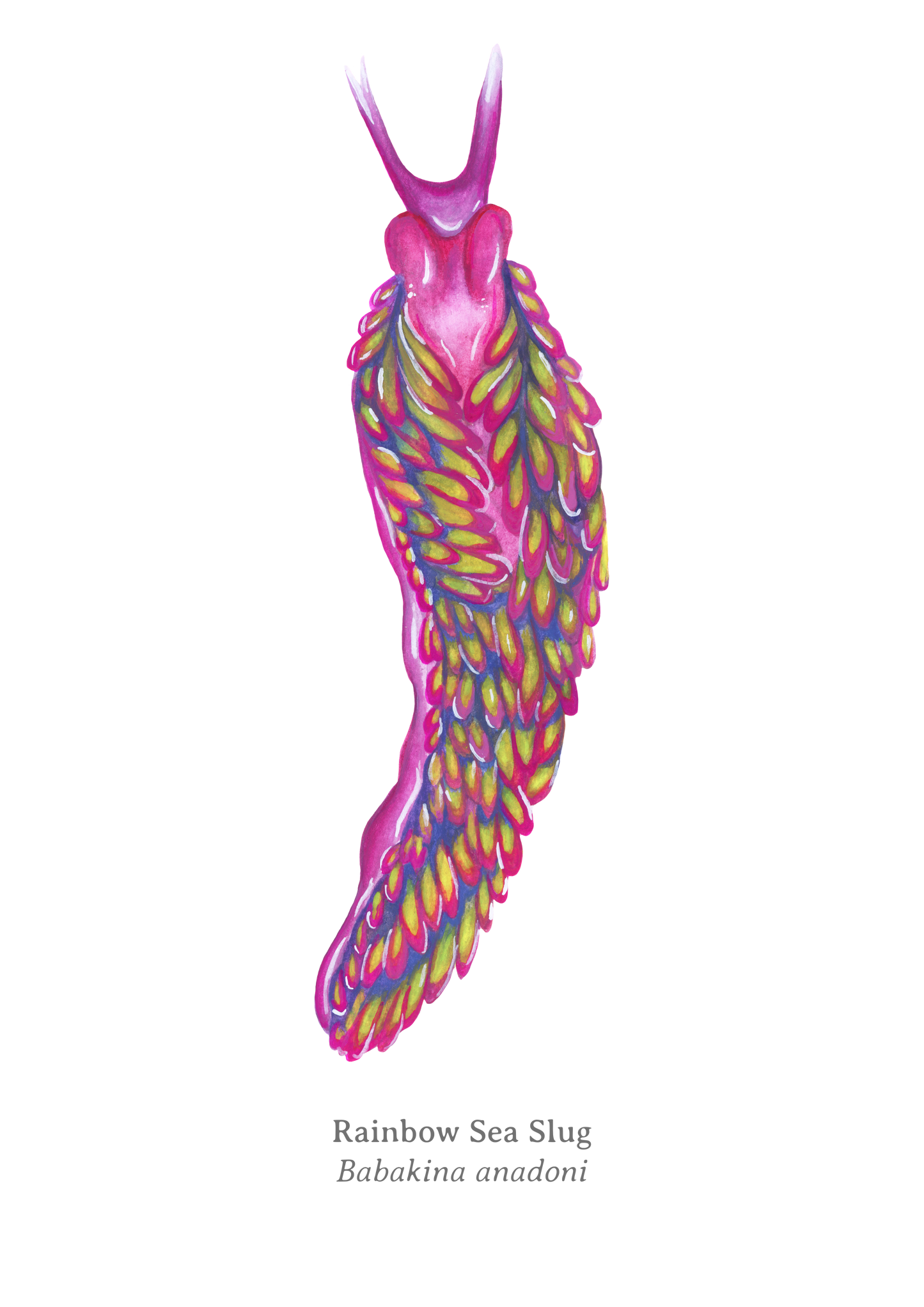 Rainbow Sea Slug Fine Art Print