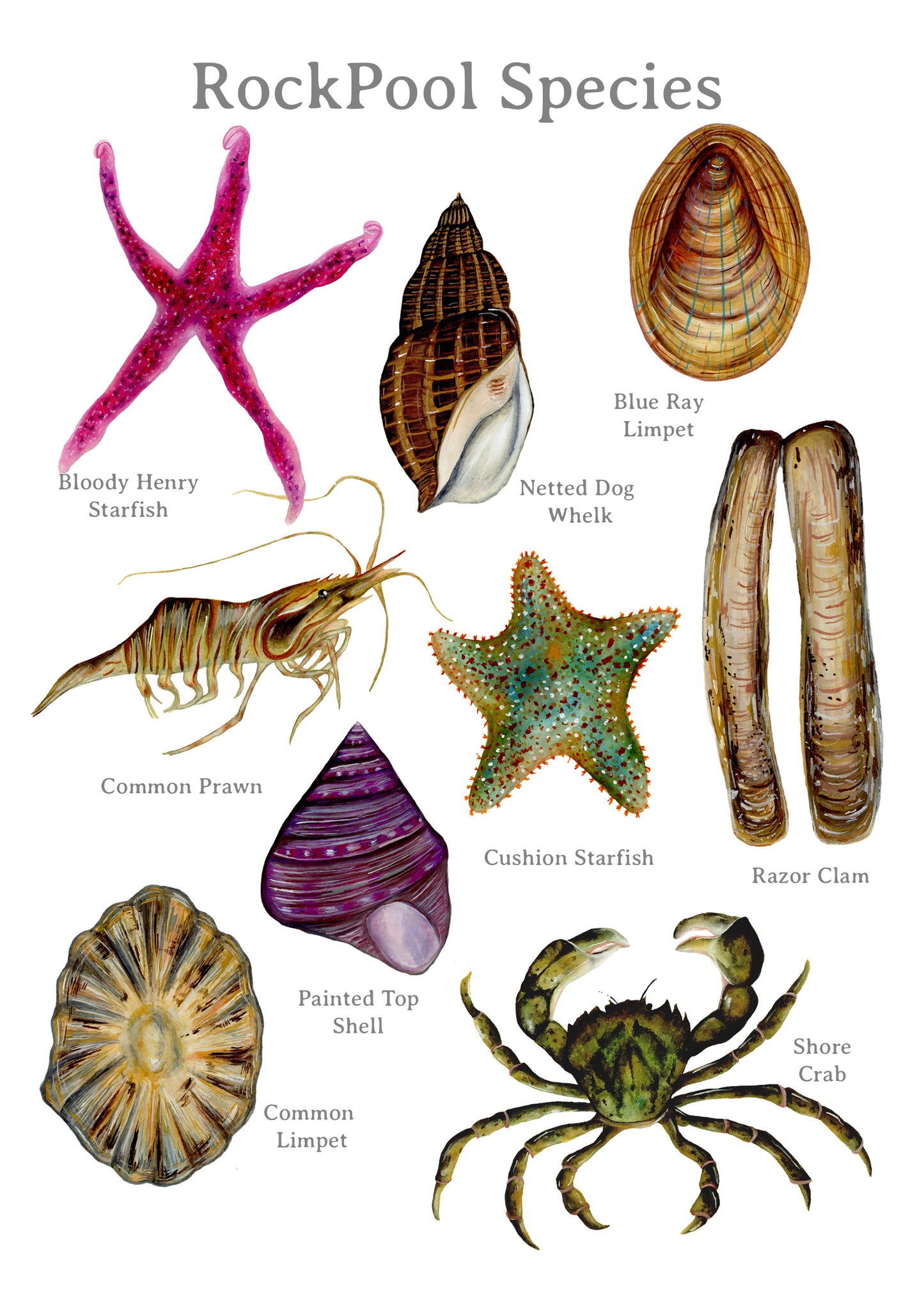 The Rockpool Poster