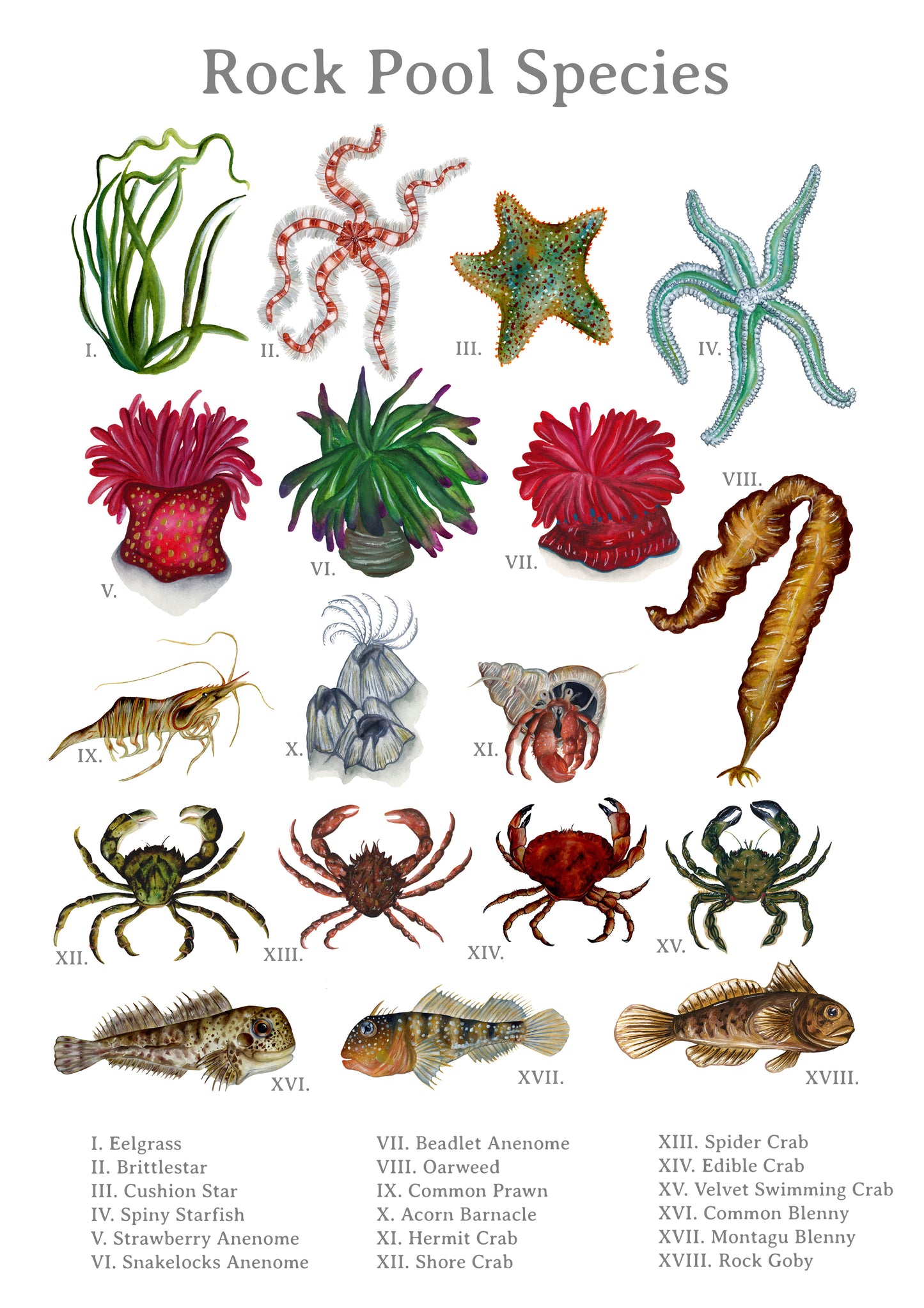 Rock Pool Species Fine Art Print