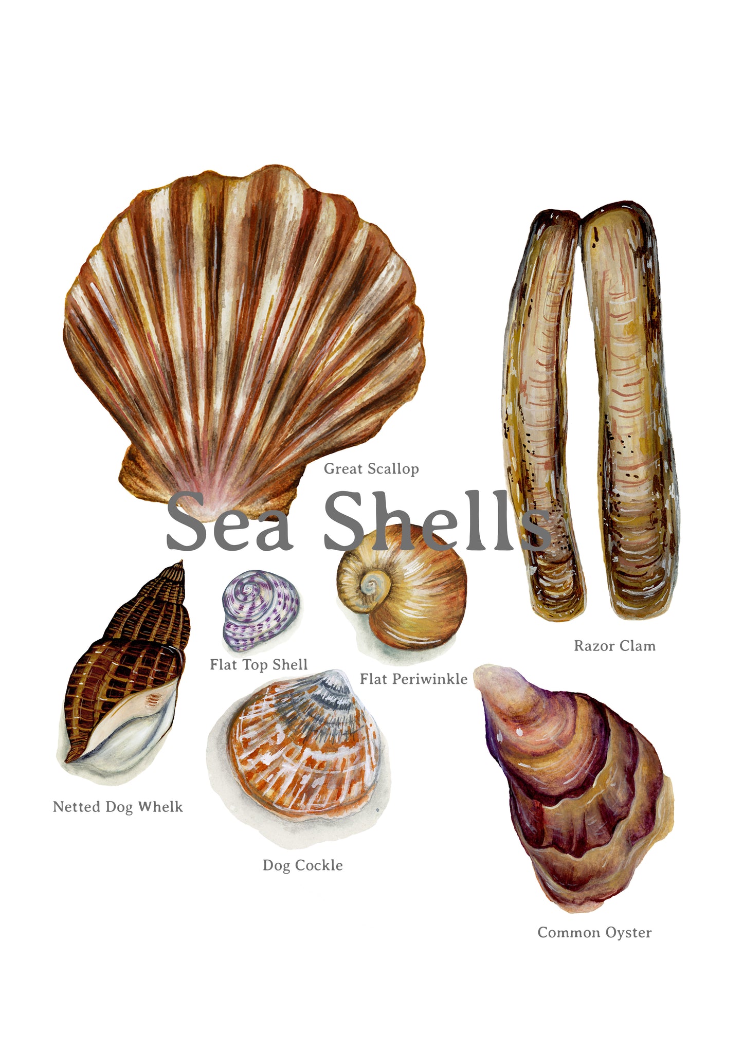Sea Shells Poster