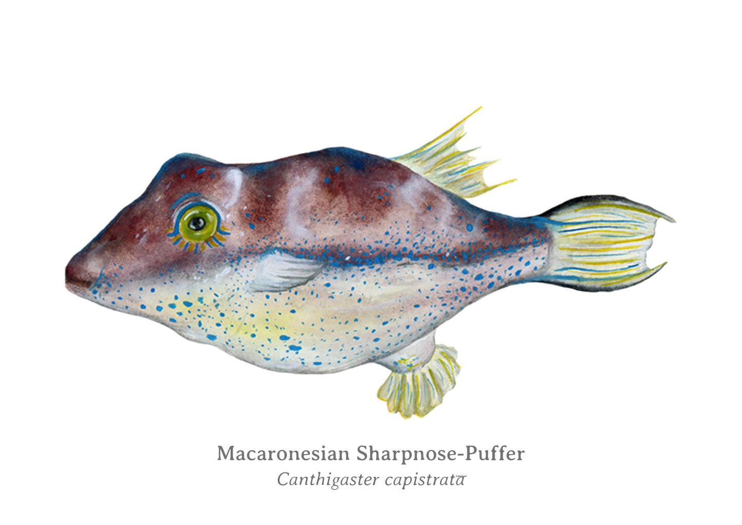 Macaronesian Sharpnose-Puffer