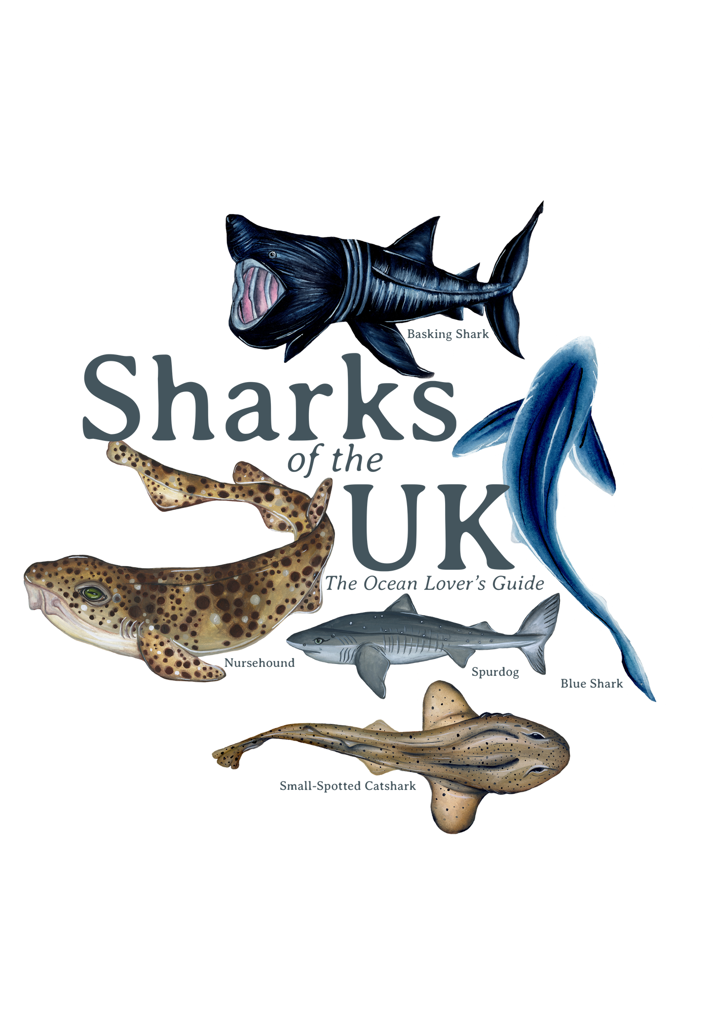 Sharks of the UK Fine Art Print