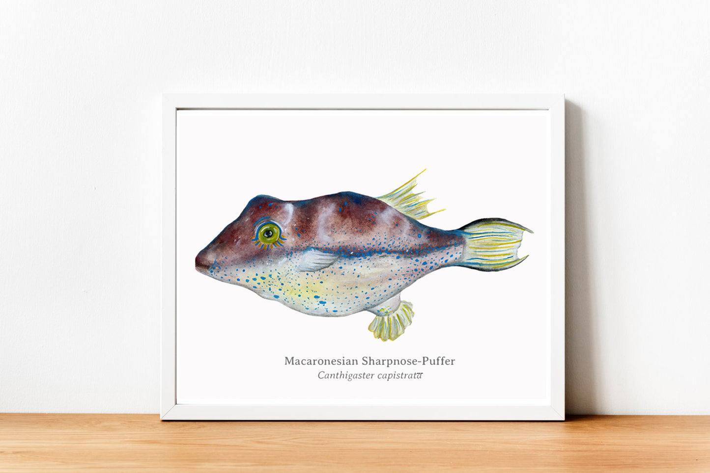 Macaronesian Sharpnose-Puffer