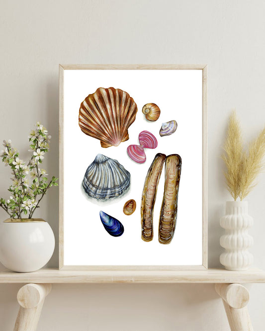 Cornish Shells Fine Art Print