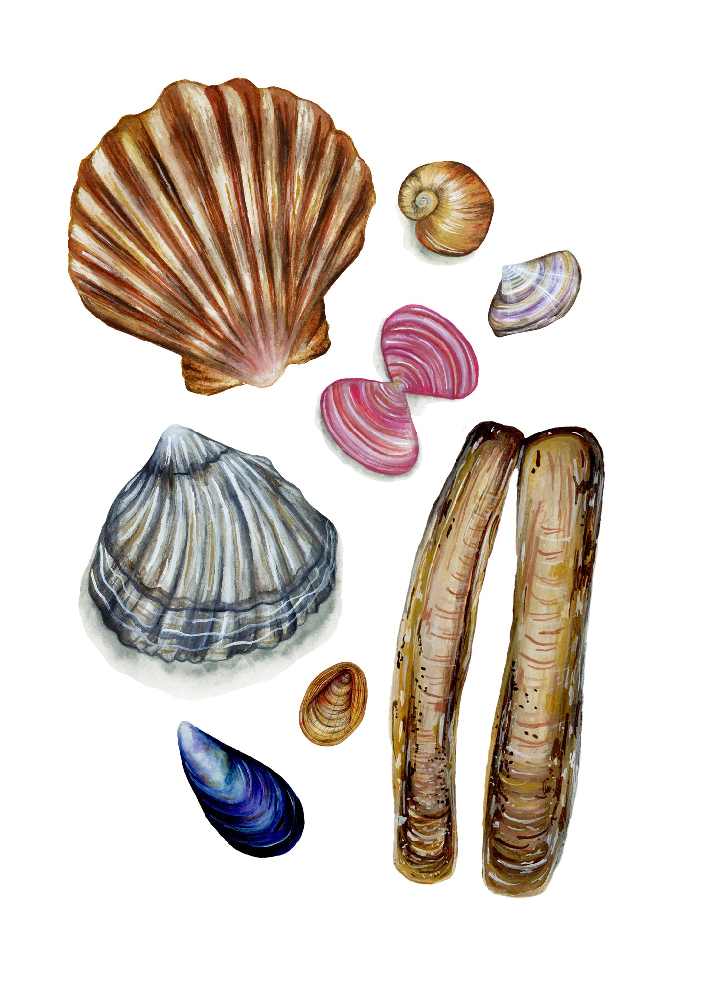 Cornish Shells Fine Art Print