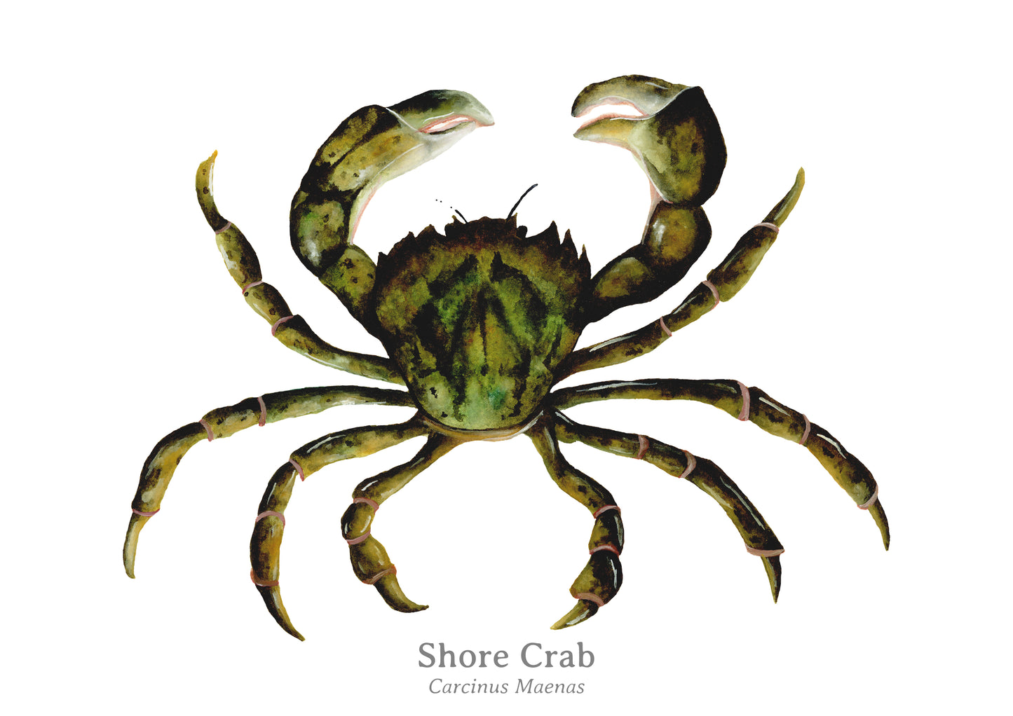 Shore Crab Fine Art Print
