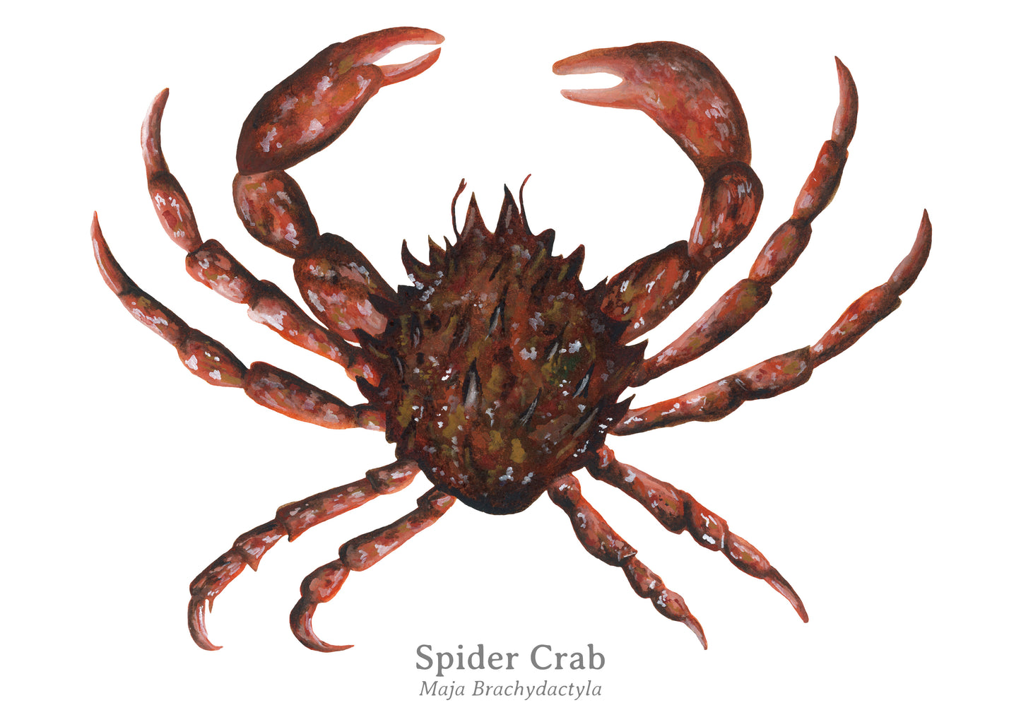 Spider Crab Fine Art Print