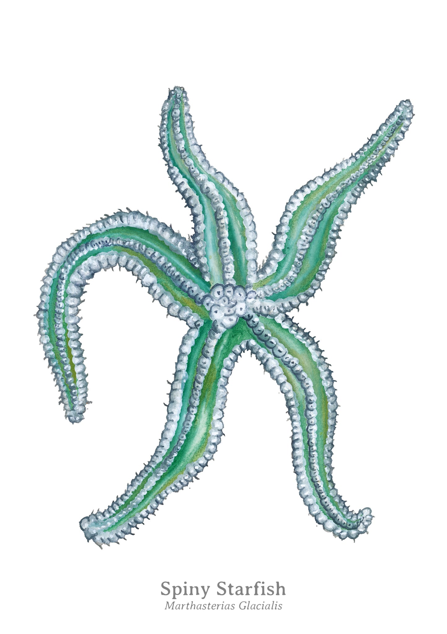 Spiny Starfish Fine Art Print
