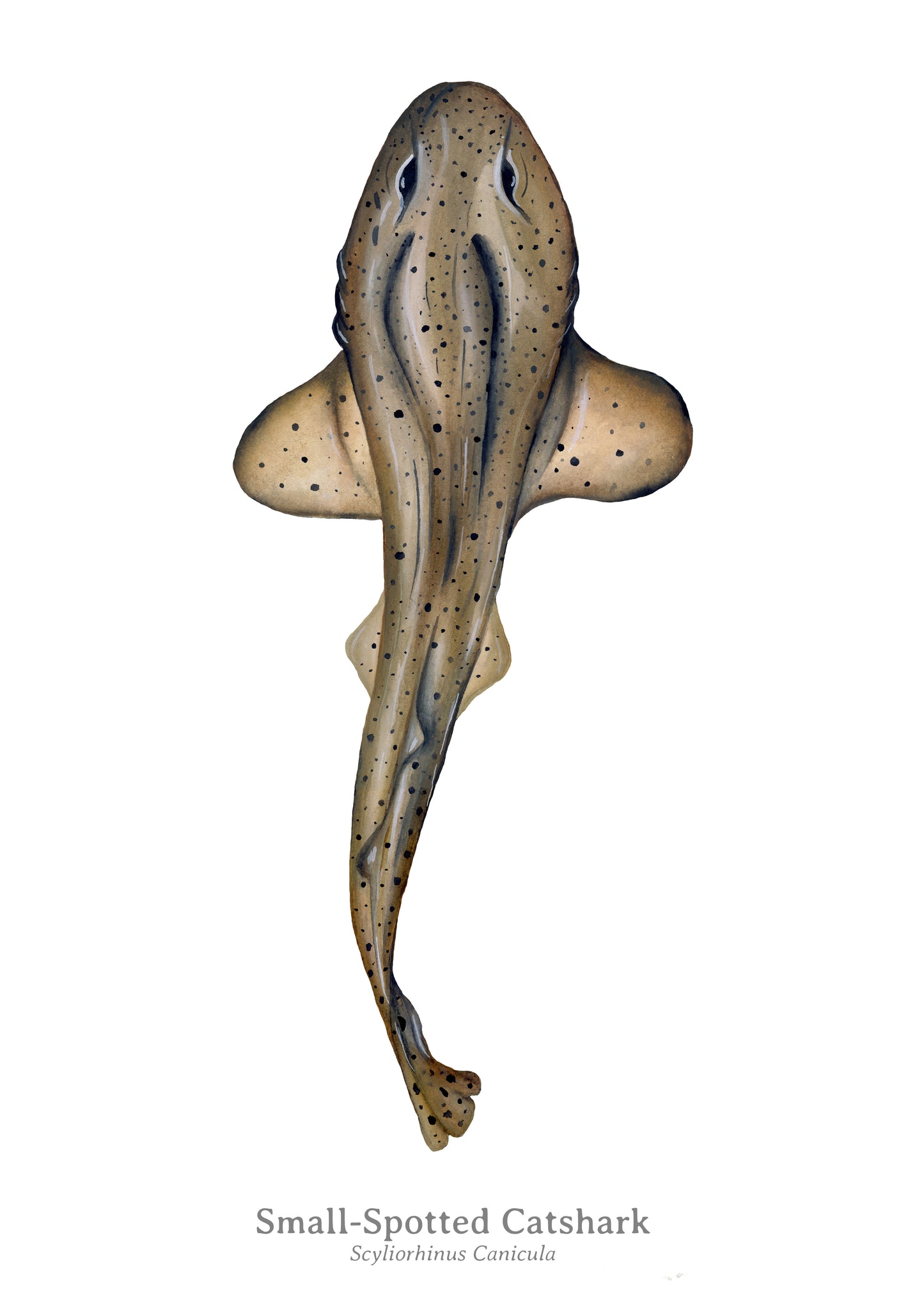 Small Spotted Catshark Fine Art Print