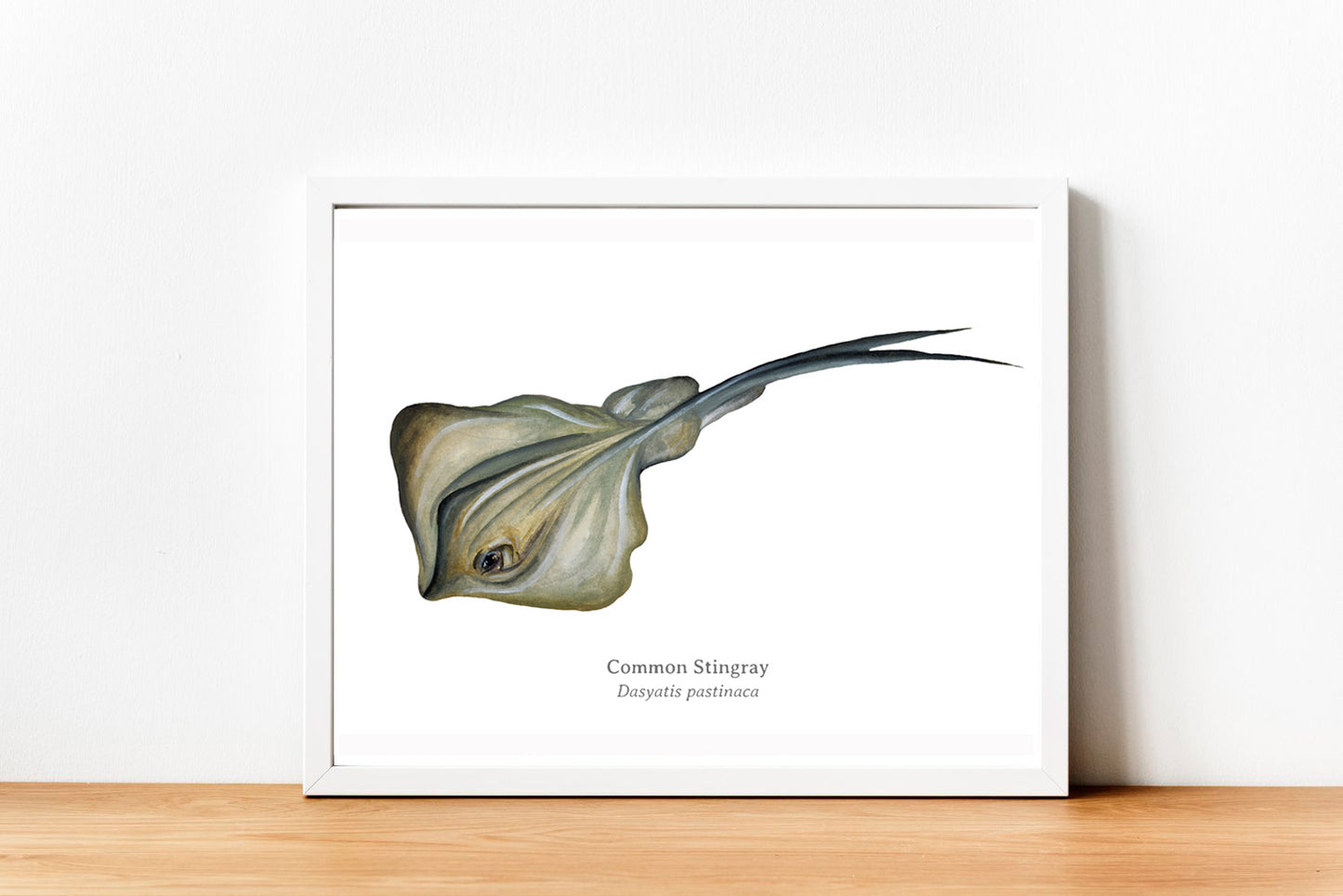 Common Stingray Fine Art Print