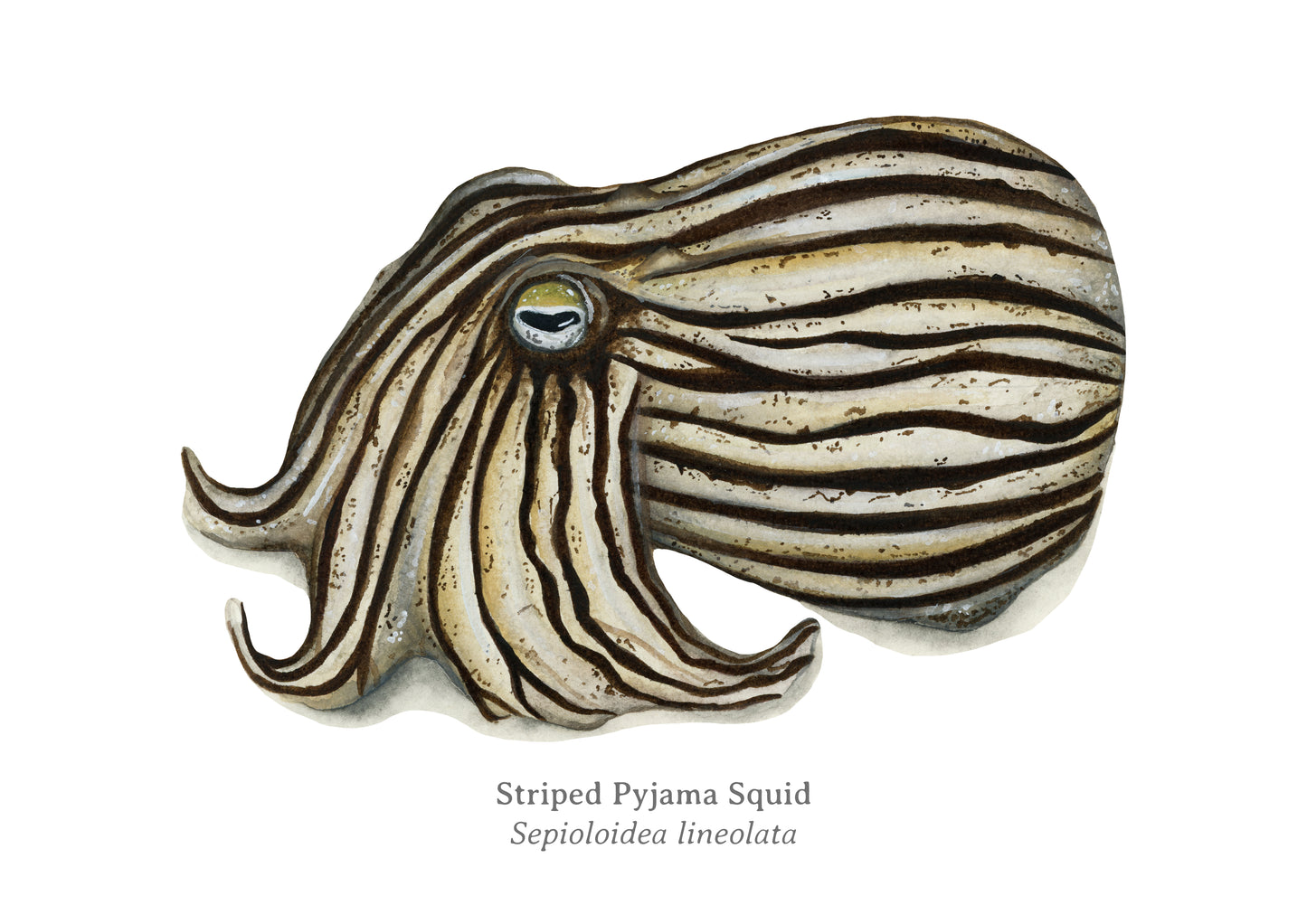 Striped Pyjama Squid Fine Art Print