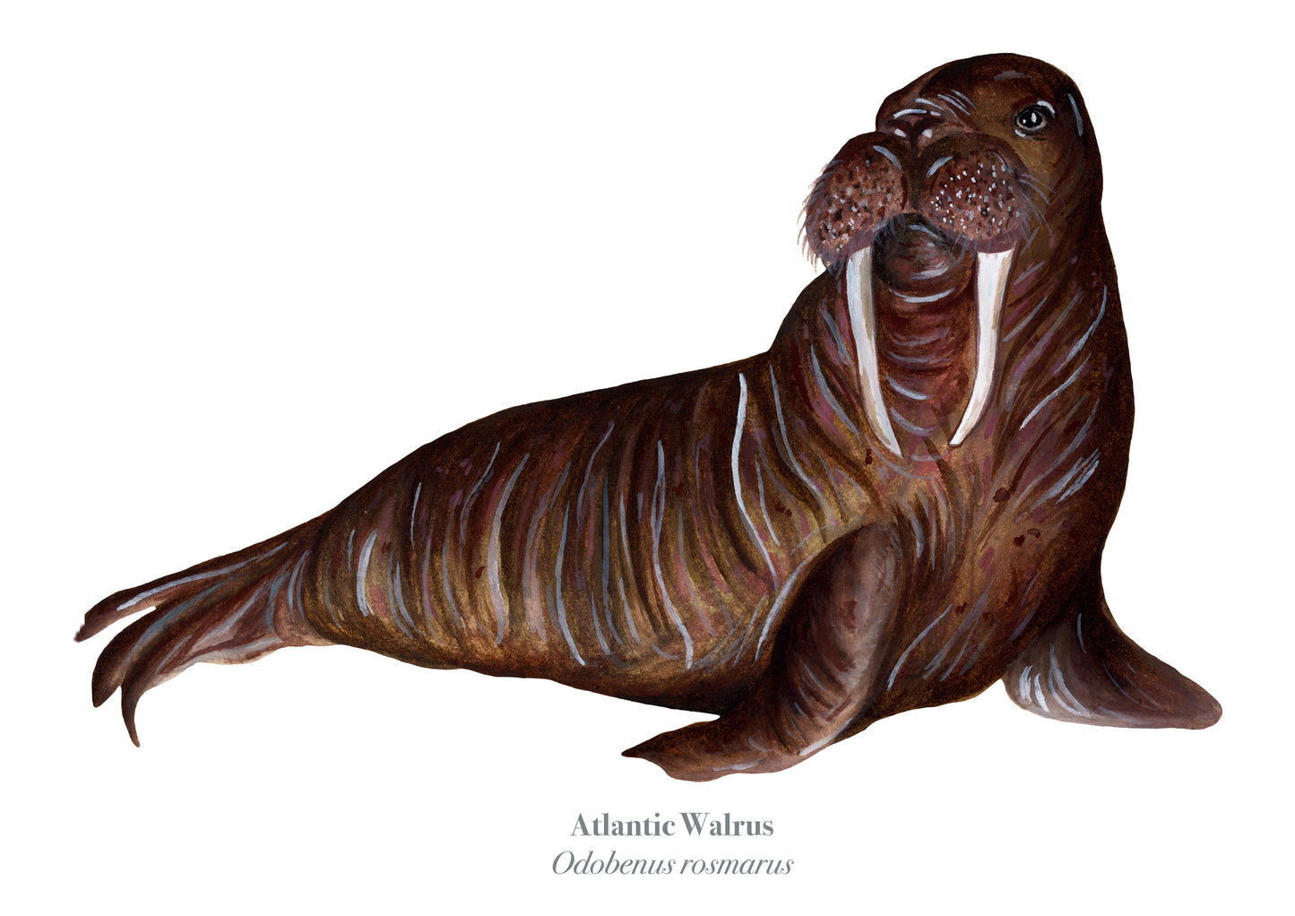 Walrus Fine Art Print