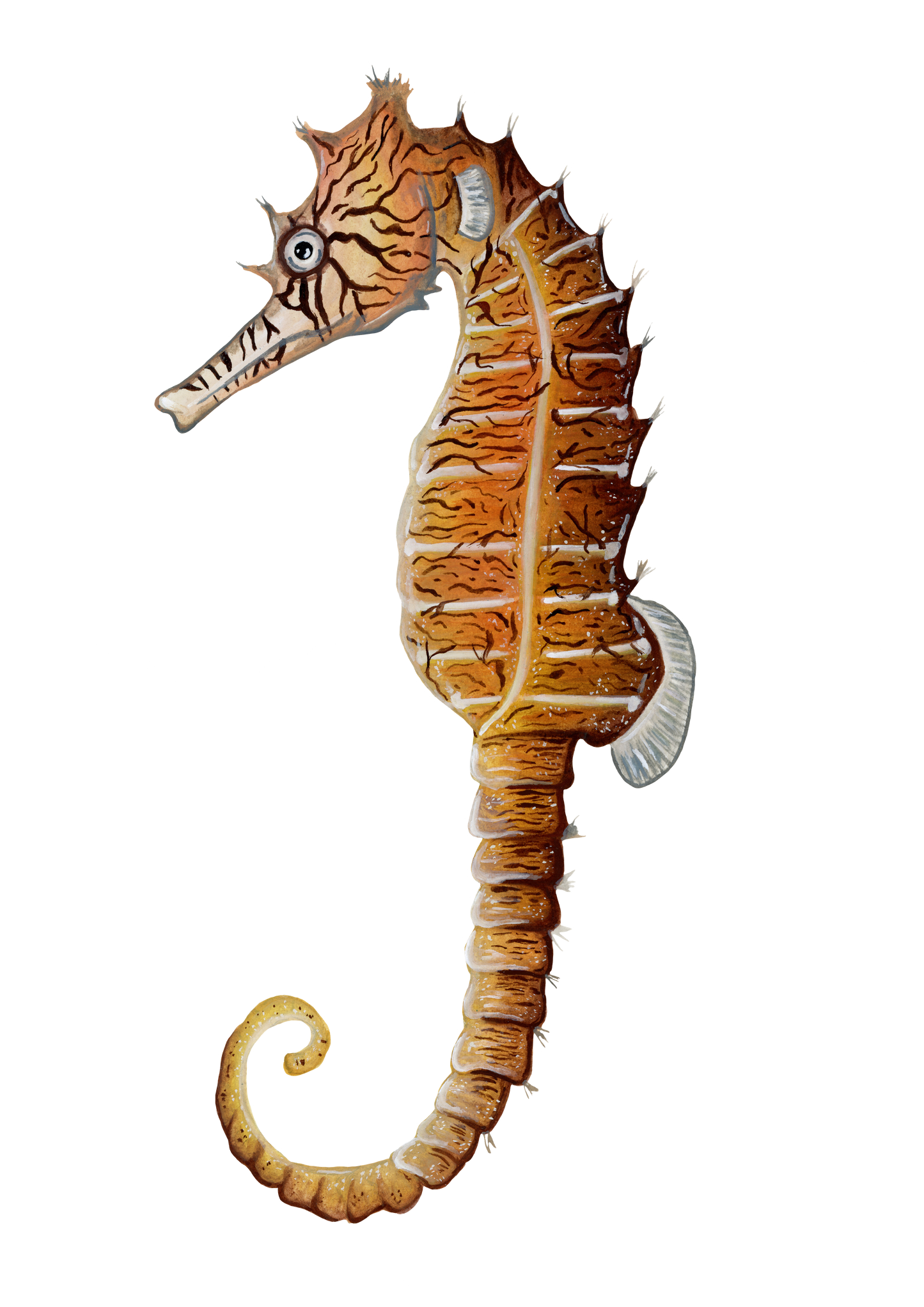 Tiger Snout Seahorse Fine Art Print