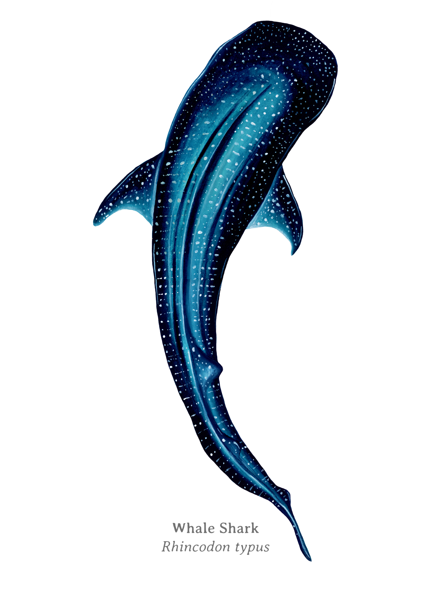 Whale Shark Fine Art Print