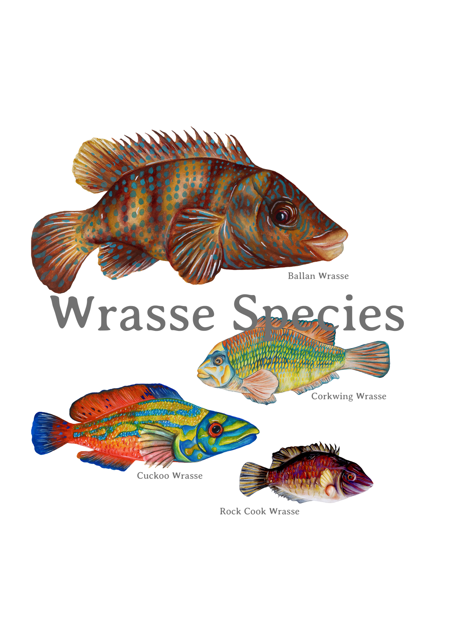 Wrasse Species Poster