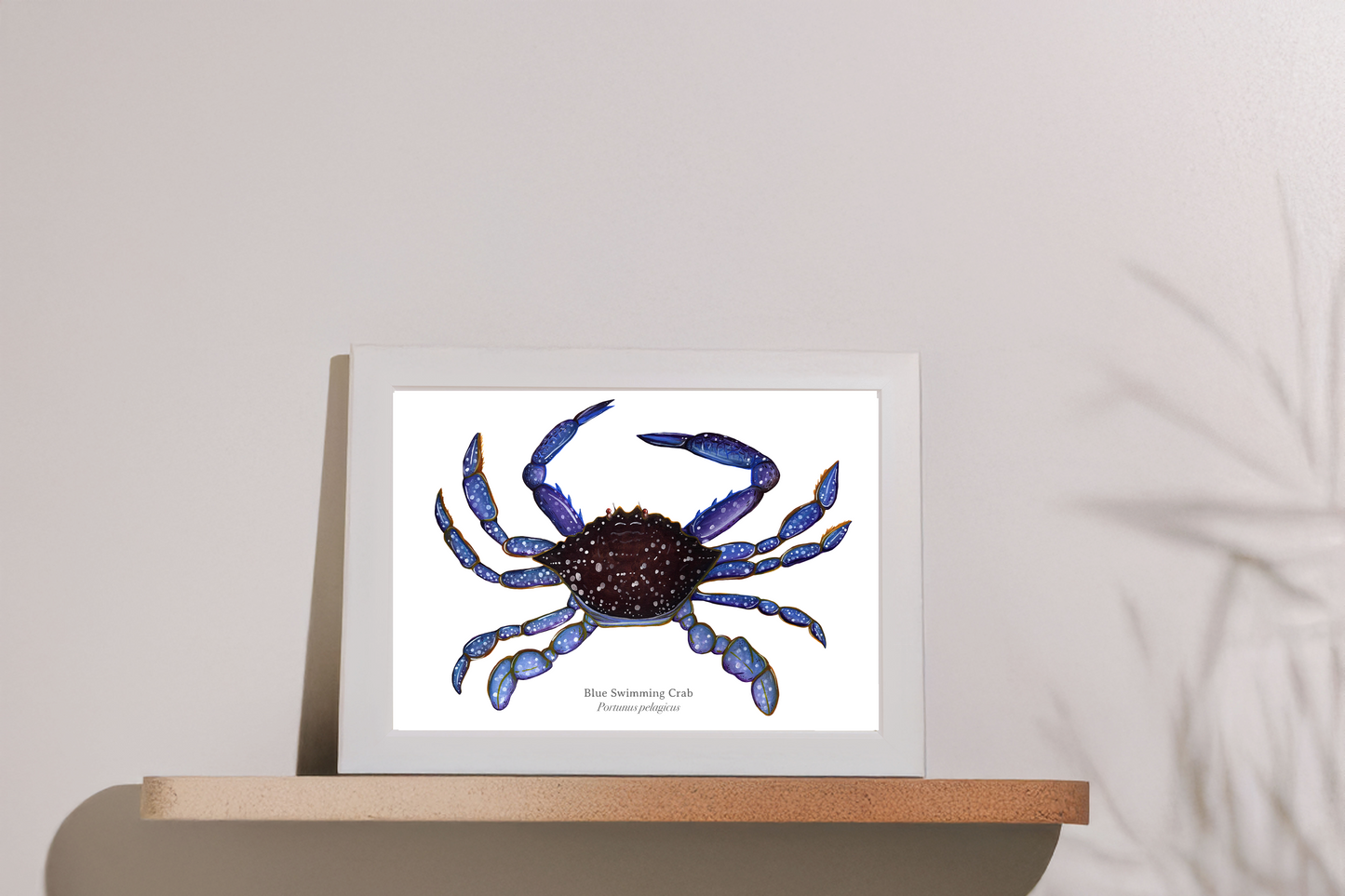 Blue Swimming Crab Fine Art Print