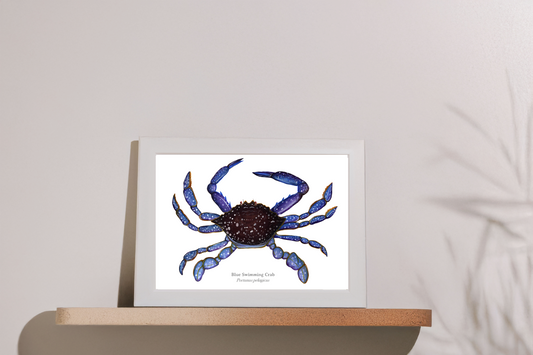 Blue Swimming Crab Fine Art Print