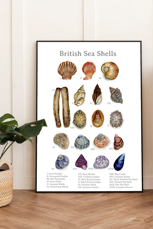 British Sea Shells Fine Art Print