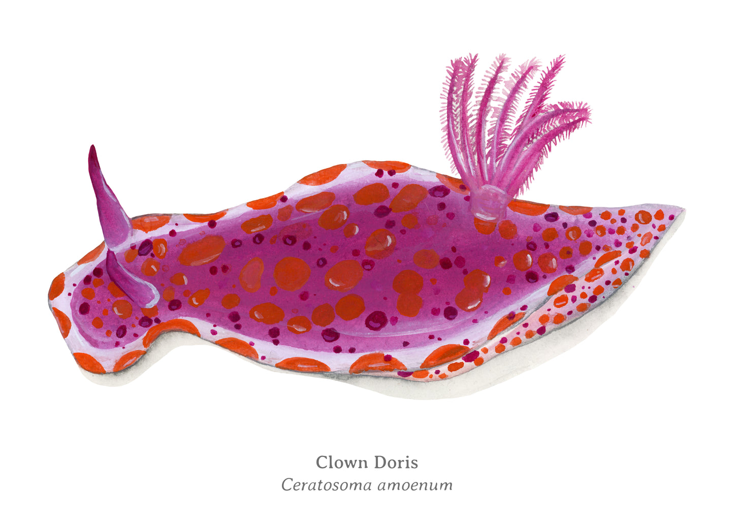 Clown Doris Fine Art Print