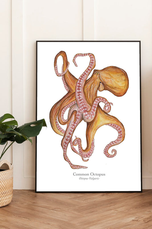 Common Octopus Fine Art Print