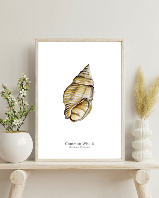 Common Whelk Fine Art Print