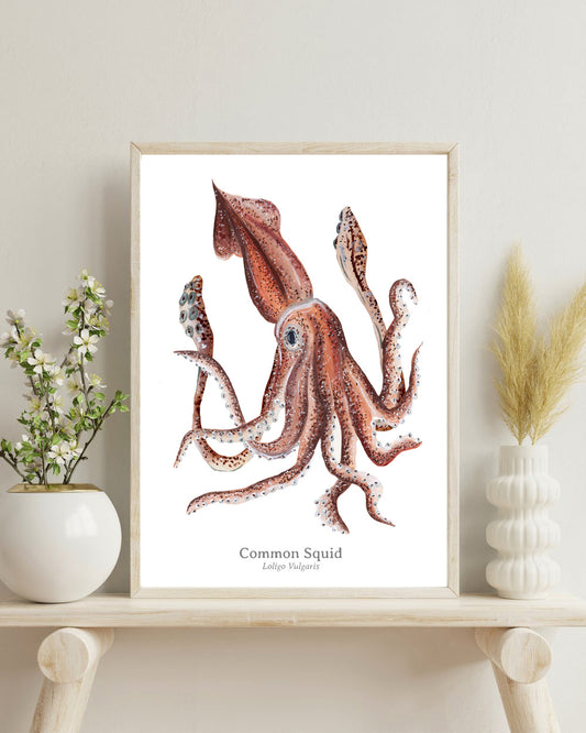 Common Squid Fine Art Print