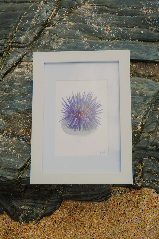 Purple Sea Urchin Mini Original Watercolour