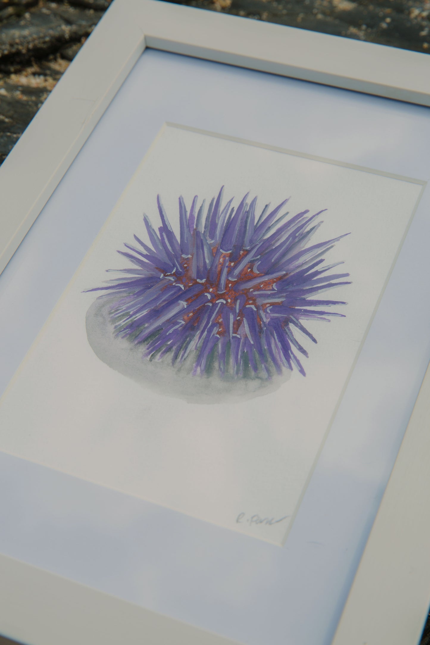 Purple Sea Urchin Mini Original Watercolour