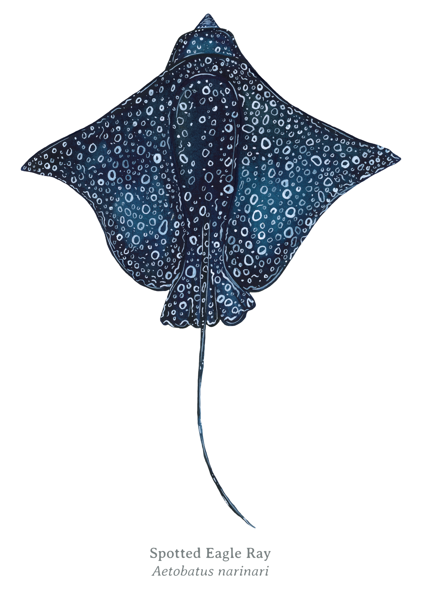 Spotted Eagle Ray Fine Art Print