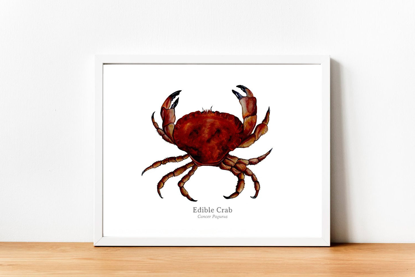 Edible Crab Fine Art Print