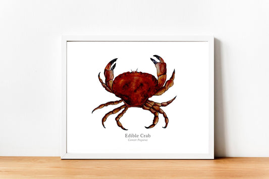 Edible Crab Fine Art Print