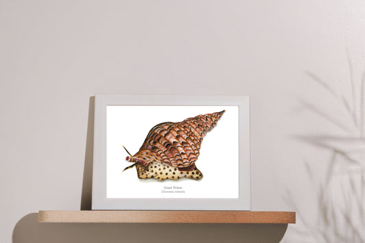 Giant Triton Fine Art Print