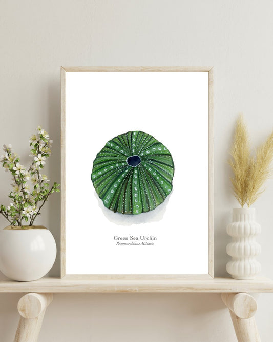 Green Sea Urchin Fine Art Print