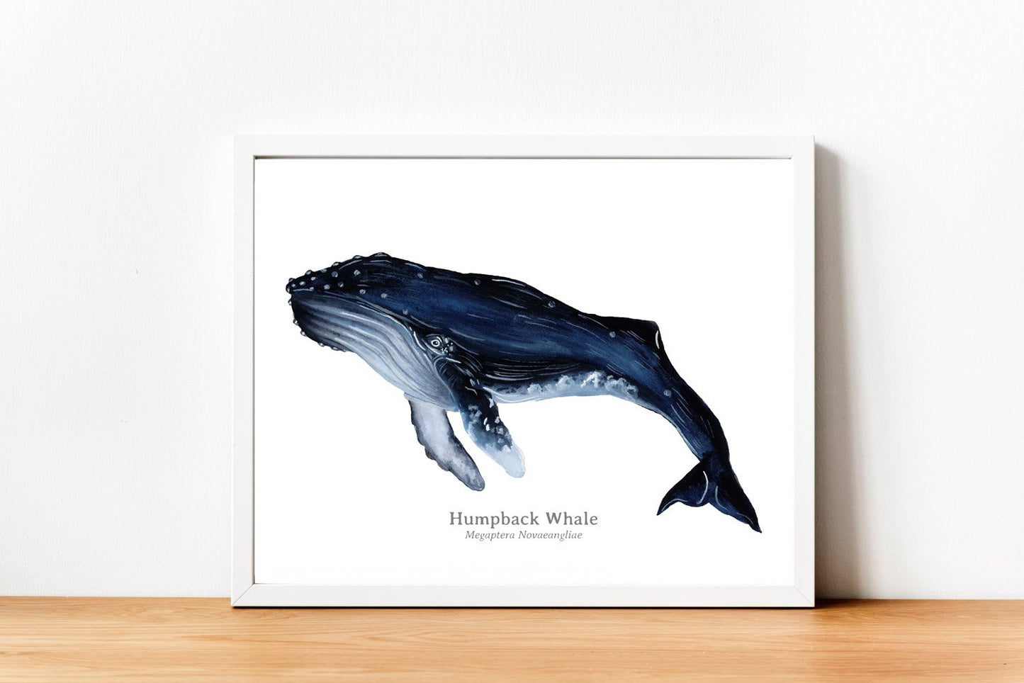 Humpback Whale Fine Art Print