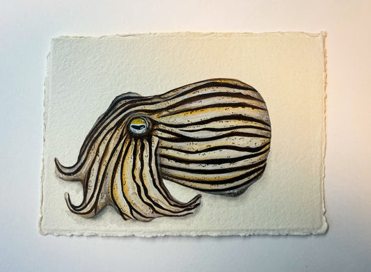 Striped Pyjama Squid Original Watercolour
