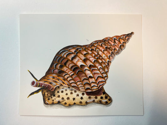 Giant Triton Original Watercolour Paper