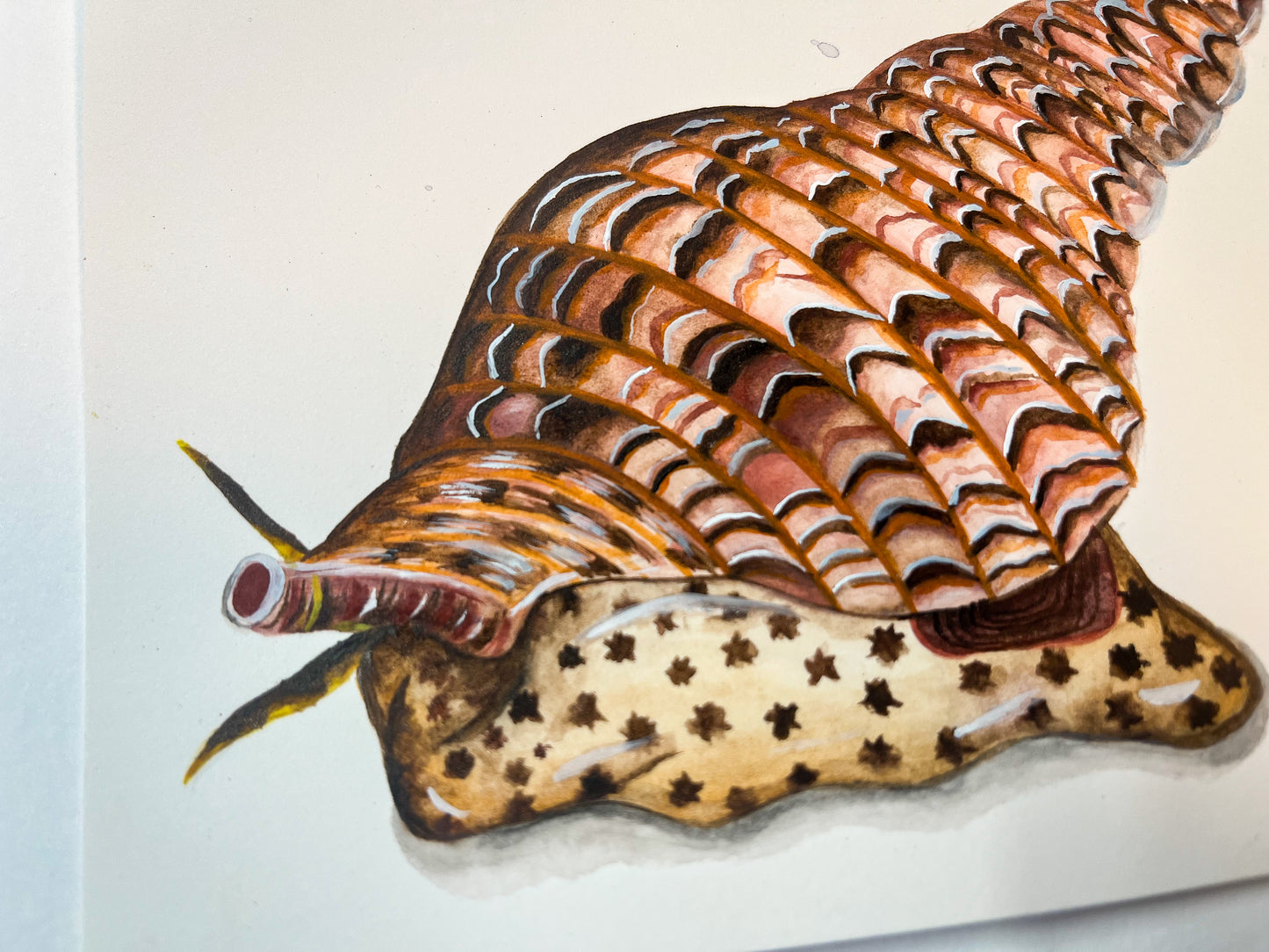 Giant Triton Original Watercolour Paper