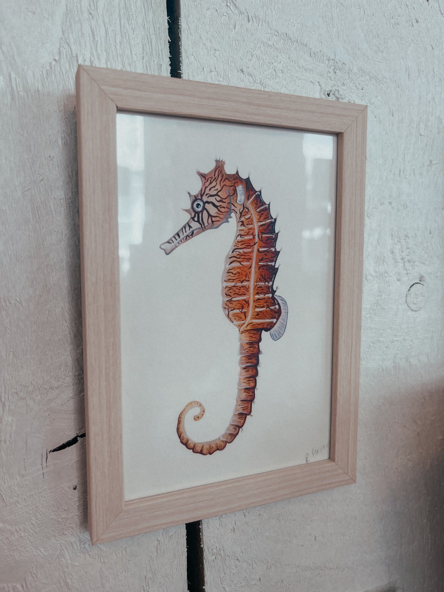Tiger Snout Seahorse Mini Frame