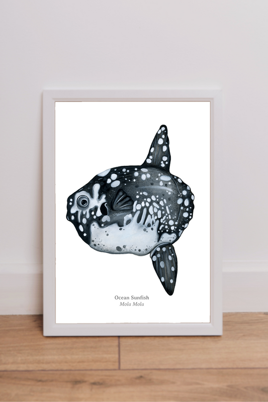 Ocean Sunfish Fine Art Print