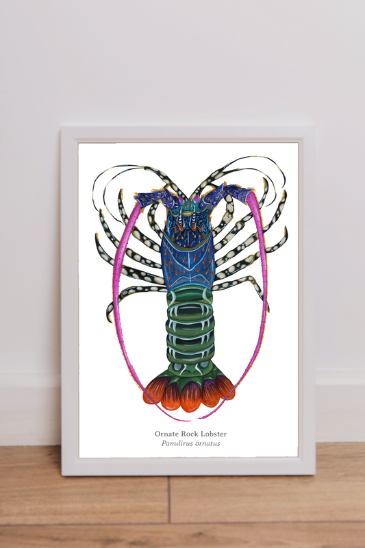 Ornate Rock Lobster Fine Art Print