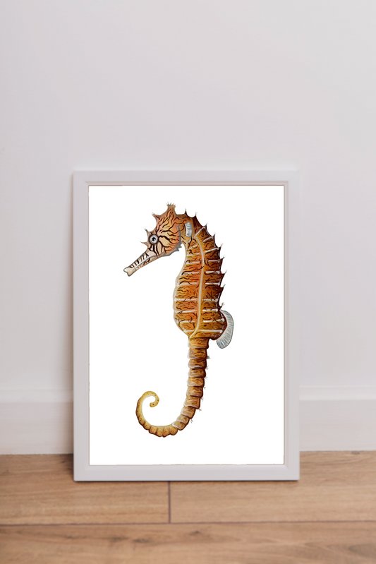 Tiger Snout Seahorse Fine Art Print
