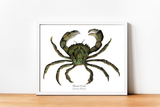Shore Crab Fine Art Print