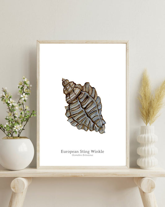 Sting Winkle Fine Art Print