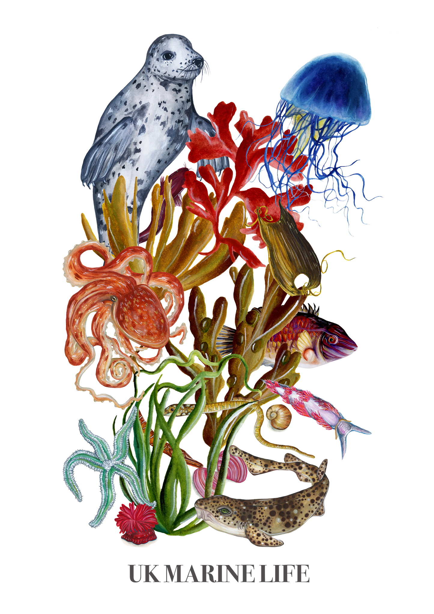 The UK Marine Life Fine Art Print